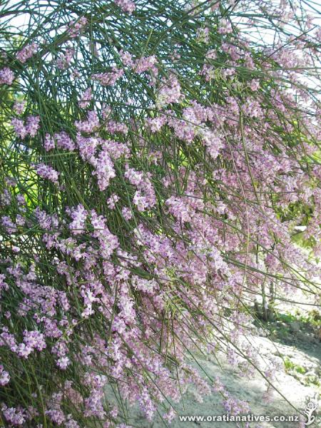 Carmichaelia stevensonii in flower