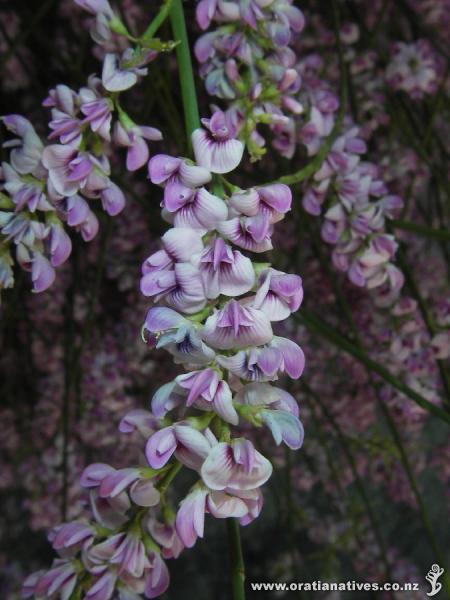 Carmichaelia stevensonii Flower detail.