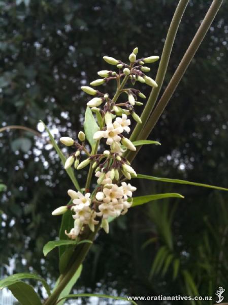 Growing from strength to strength, and flowering continuously since October last year. This spray of flowers particularly pretty I thought.