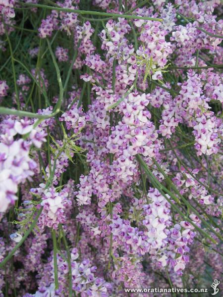 Carmichaelia stevensonii flowers. Plant on Banks Peninsula, South Island.