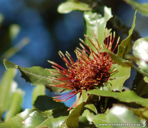 Rewarewa flowering in spring - usually flowers October to December.