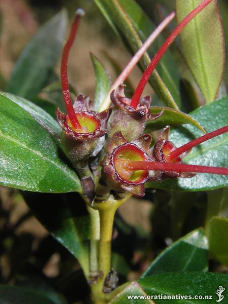 Umbellata seed capsule.