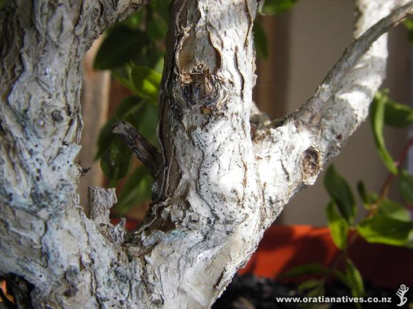 Bark of a young bartletii.