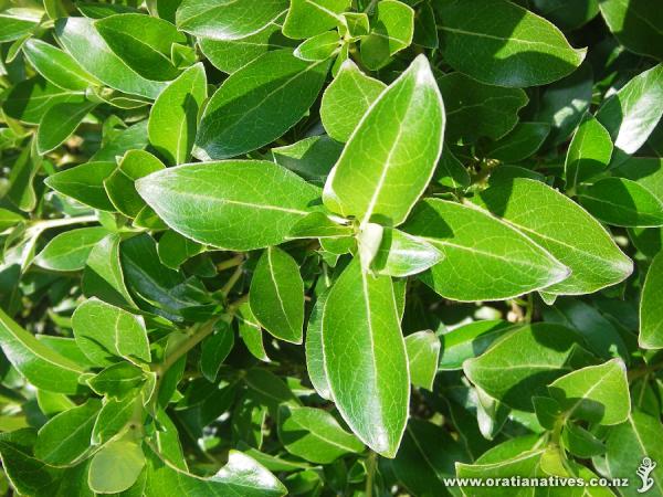 Coprosma robusta foliage.