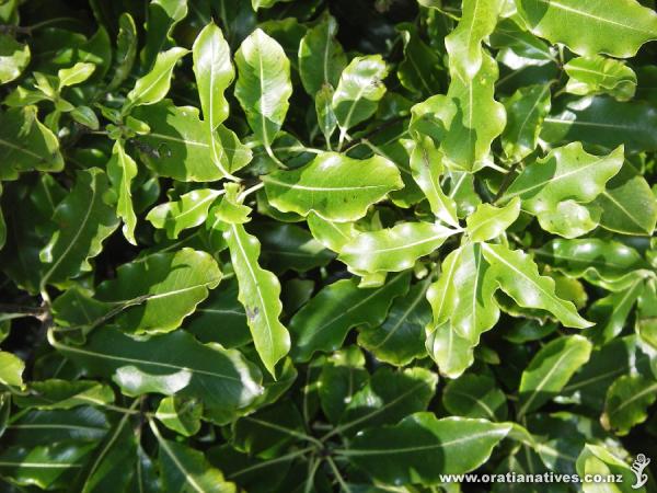 Pittosporum eugenioides foliage.