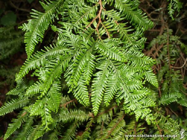 Libocedrus plumosa as pictured in the Titirangi Tatler