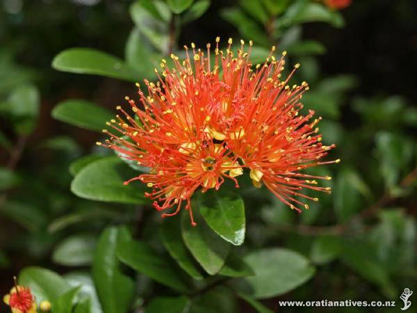 Metrosideros fulgens as pictured in the Titirangi Tatler