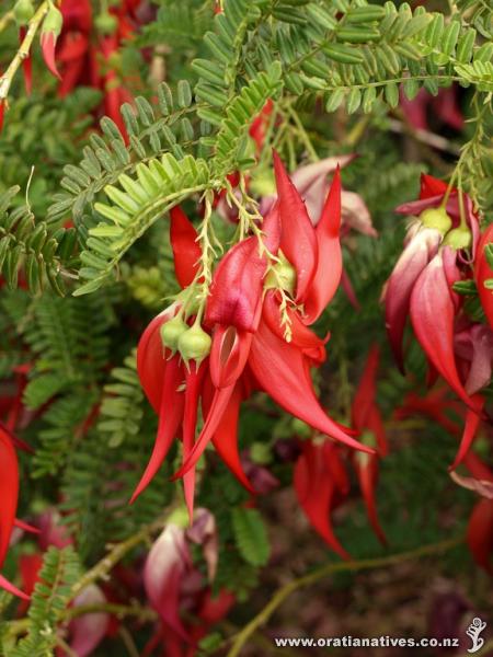 Clianthus maximus as published in the Titirangi Tatler