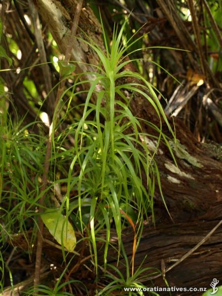 Dracophyllum sinclairii on the Goodfellow Track near Fairy Falls, Waitakere Ranges