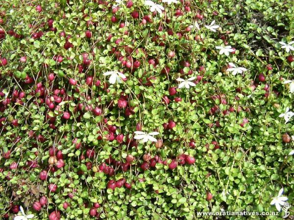 Lobelia angulata as published in the Titirangi Tatler