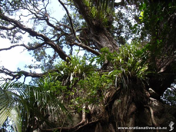 A mature puriri complete with 'widowmakers'