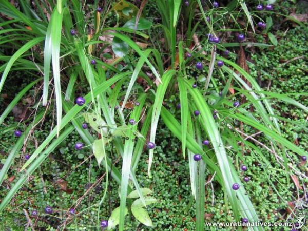 Dianella Nigra (Lake Matheson, West Coast)