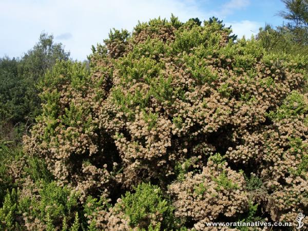 A very attractive hybrid, Ozothamnus leptophylla X O. amoena, covered in fluffy seed-heads.