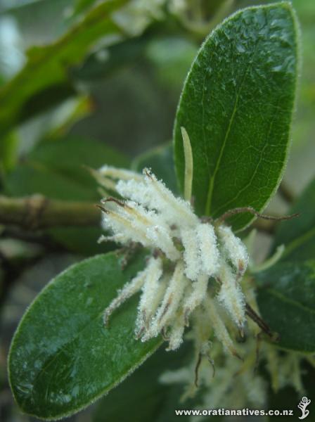 A coprosma flower on a frosty July morning in Unsworth Reserve