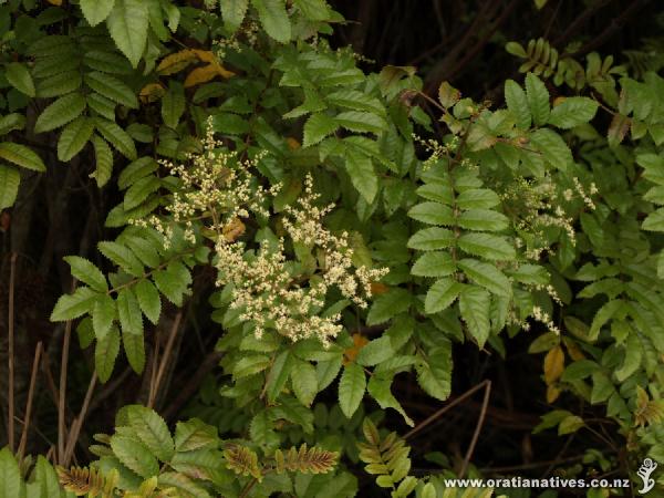 Ackama rosaefolia