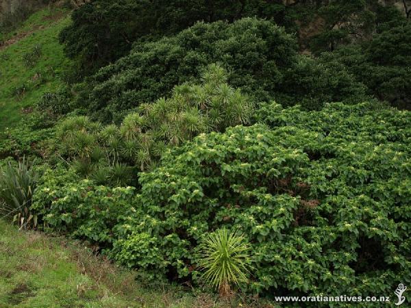 This large whau nestles in the shelter of the back dunes south of Karekare on Auckland's West Coast.