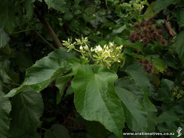 The new season's flowers with last year's seed pods just behind.