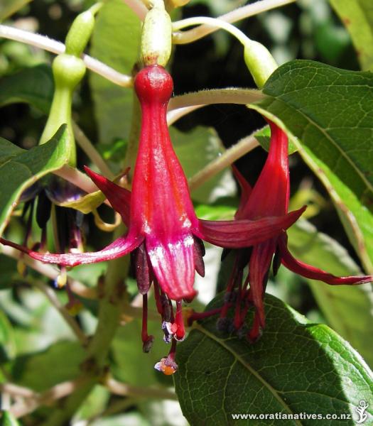 Fuchsia excorticata flower from a tree on the Hinau walk in Kaikoura. Taken 25th Feb 2008.