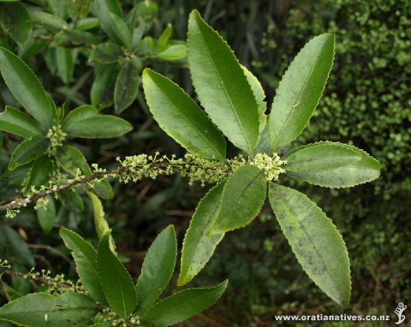 Mahoe with its clusters of flower spikes protruding thickly from its branches.