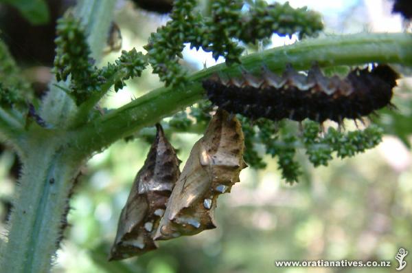 The admiral butterflies were as thick on this plant as monarchs often are on swan plants.