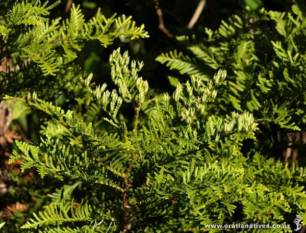 Libocedrus plumosa with female cones.