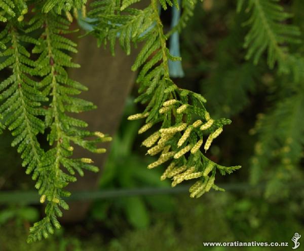 Libocedrus plumosa with male cones.