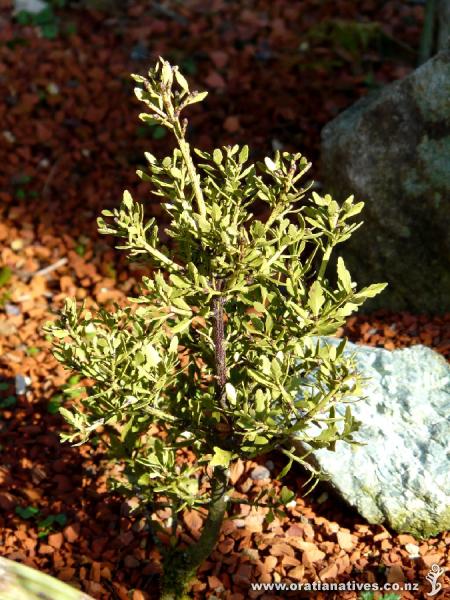 Phyllocladus alpinus