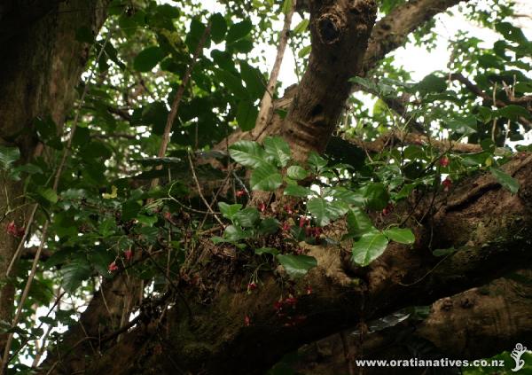 Branchlets and flower clusters coming out of the gnarled old trunks.