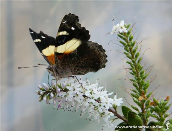 Yellow admiral feeding on Koromiko, an hour after being purchased from Oratia!