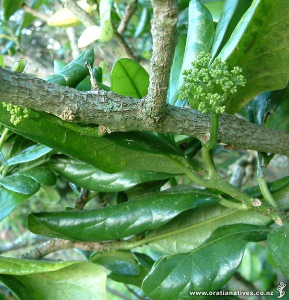 Note how the flower panicles emerge directly from the branch.