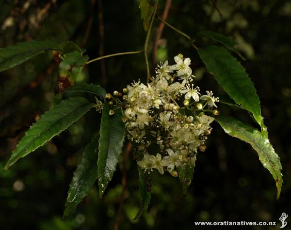 If you have a position where Rubus can cling to a host tree without peril to passersby, you will be rewarded by its attractive foliage and cascading white flowers in spring.