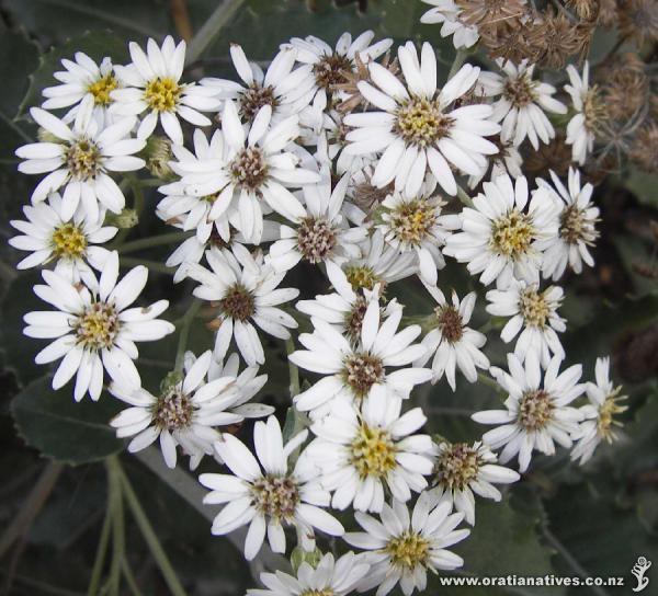 Olearia ilicifolia flowers Christchurch April 2008