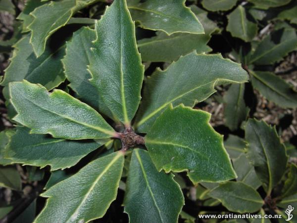 Pittosporum dallii foliage Christchurch April 2008