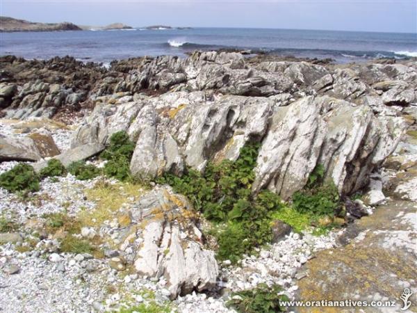 Near point Munning, Chathm Island. Growing happy on the hightide mark.