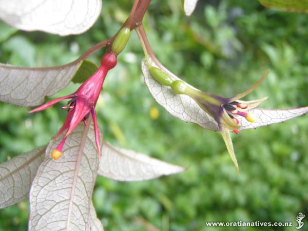 Fuchshia excorticata flowers on Wairaka Stream (Oakley Creek tributary), Auckland