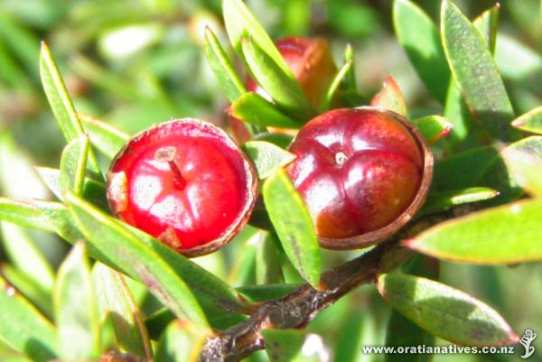 Leptospermum scoparium seed pods.