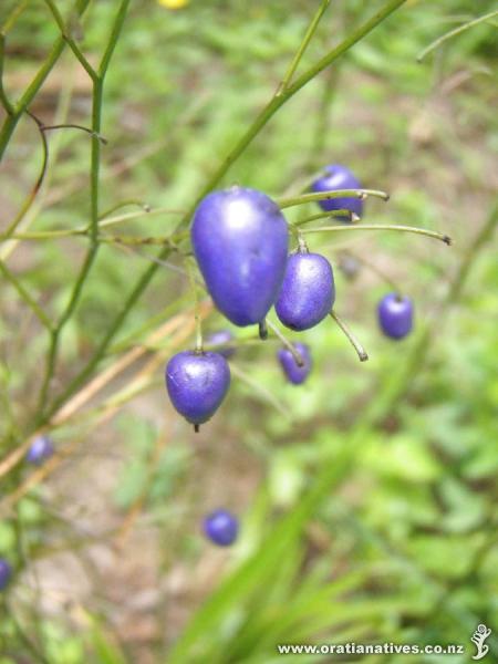 Dianella nigra berries on Oakley Creek, Auckland