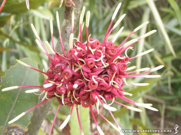 Knightia excelsa flower, Harbutt Reserve, Oakley Creek catchment, Auckland