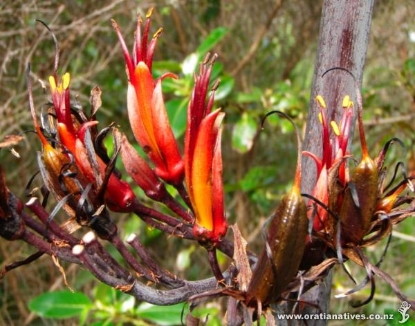 Phormium tenax flowers, Oakley Creek, Auckland