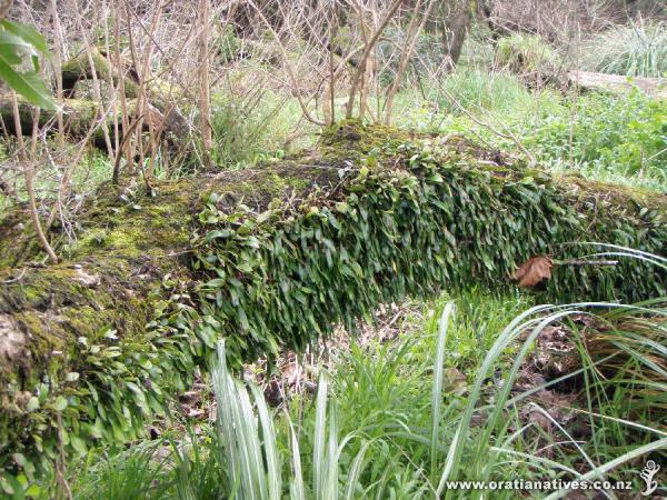 Pyrrosia eleagnifolia on old willow trunk, Oakley Creek, Auckland