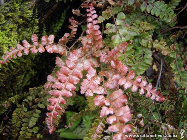 Adiantum hispidulum, Oakley Creek, Auckland