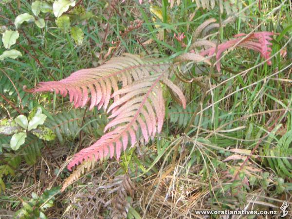 Doodia australis. Oakley Creek, Auckland