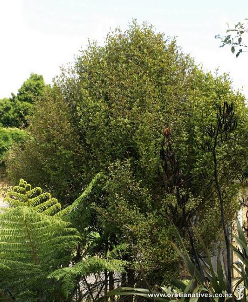 This tree, planted at the entrance to the nursery, is probably about 10 years old.