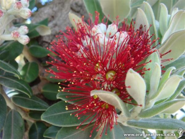 The 'icon'. From a street lined with pohutukawa in Williamstown Melbourne - all flower well.