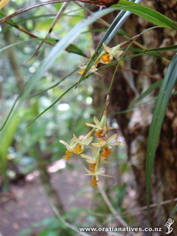 Dingle Dell Reserve St Heliers late Dec '10. Not the easiest to photograph due to it's location. Think this small clump perched on a Cordyline is on the way out - unsure of other populations within D.D.