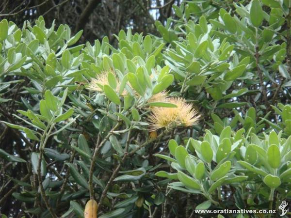 A very pale orange pohutukawa at Long Bay Park. Is this a 'common' form..?