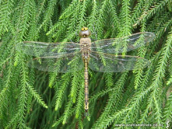 ..a dragonfly resting up at RMBG.