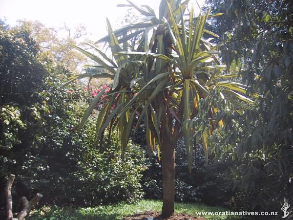 Cordyline indivisa in Cornwall,UK