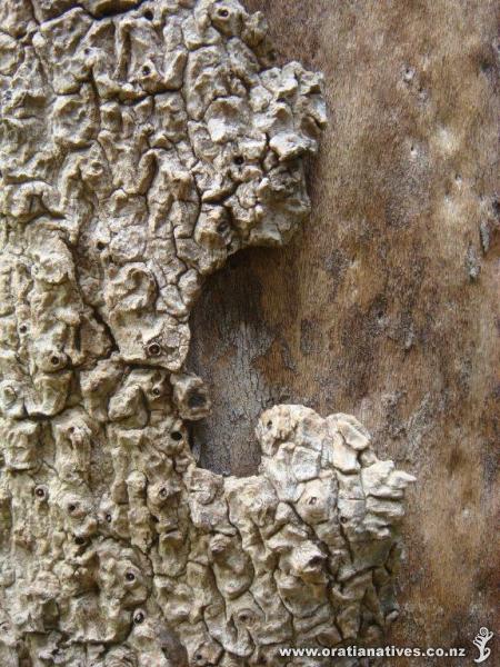 ..lovely 'corky mosaic' texture to the trunk of a very old Cordyline specimen at RMBG.