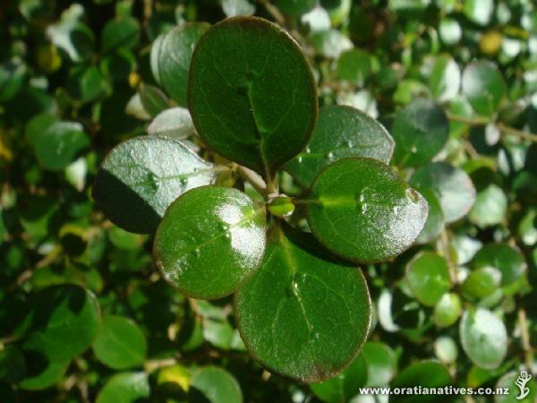 ..note the prominent stomata under the new glossy leaves.